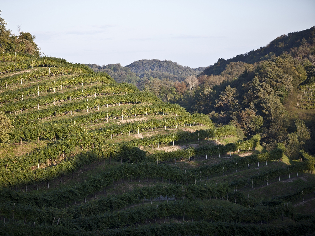 Prosecco Superiore Valdobbiadene Prosecco Superiore Valdobbiadene