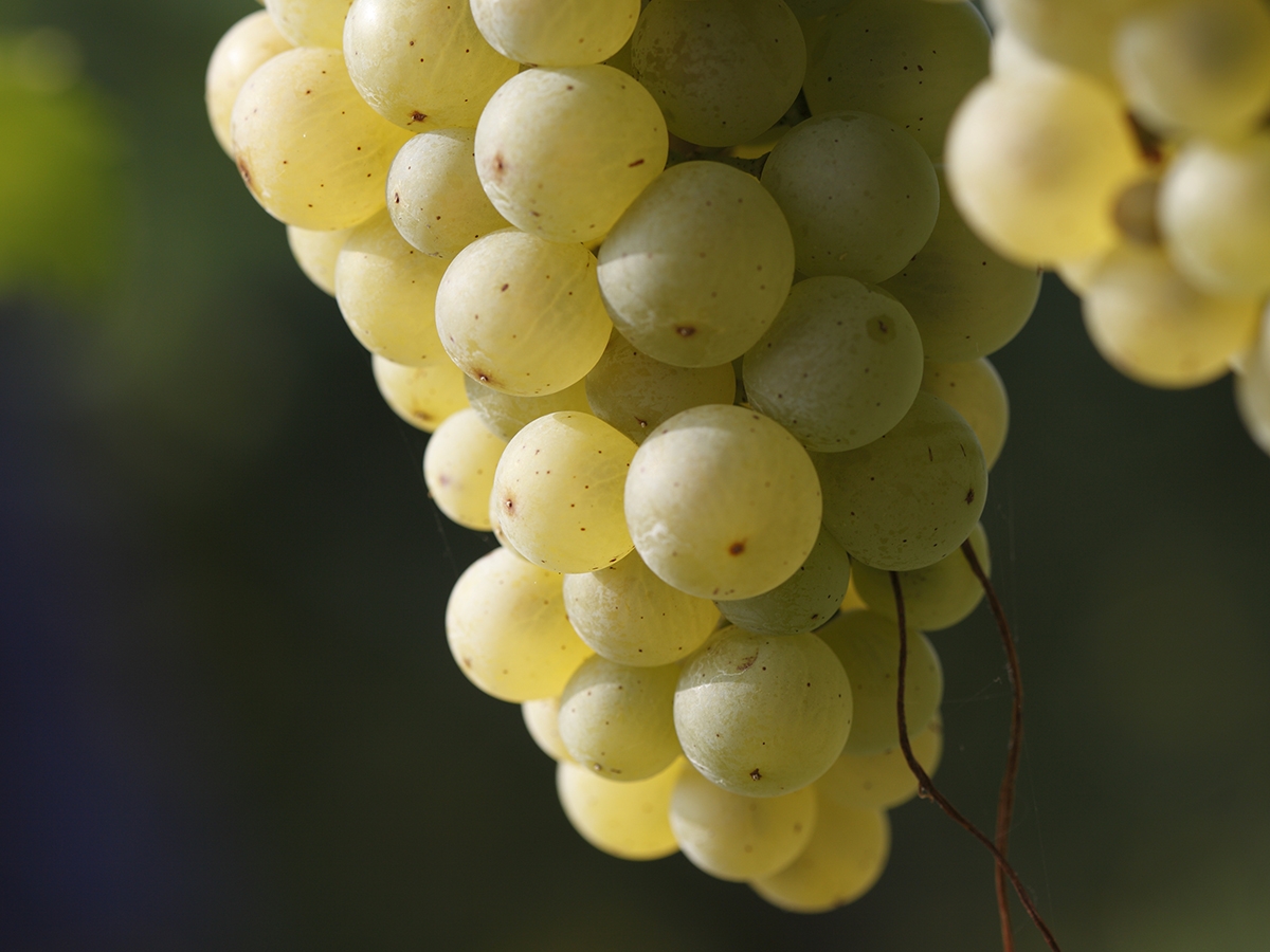 Prosecco Superiore Valdobbiadene Prosecco Superiore Valdobbiadene
