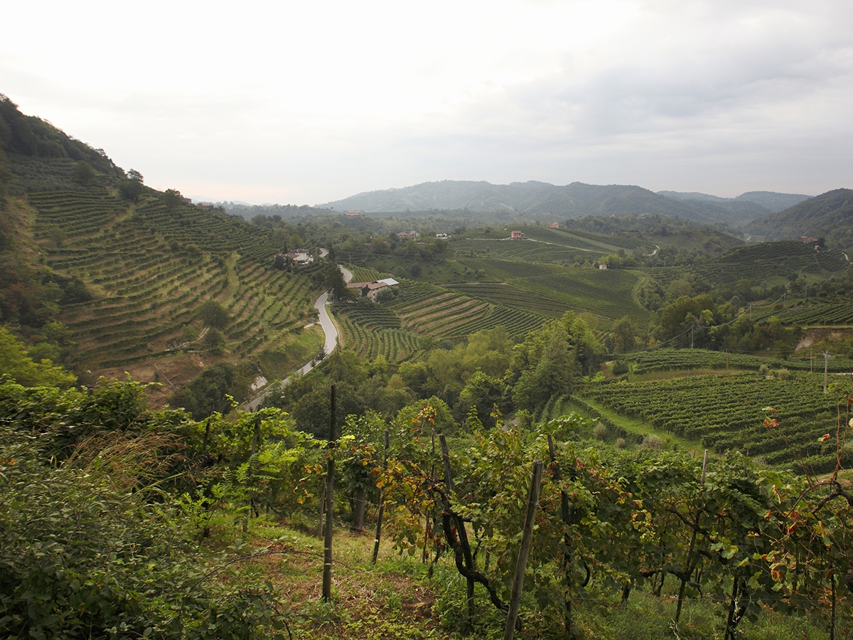 Prosecco Superiore Valdobbiadene Prosecco Superiore Valdobbiadene